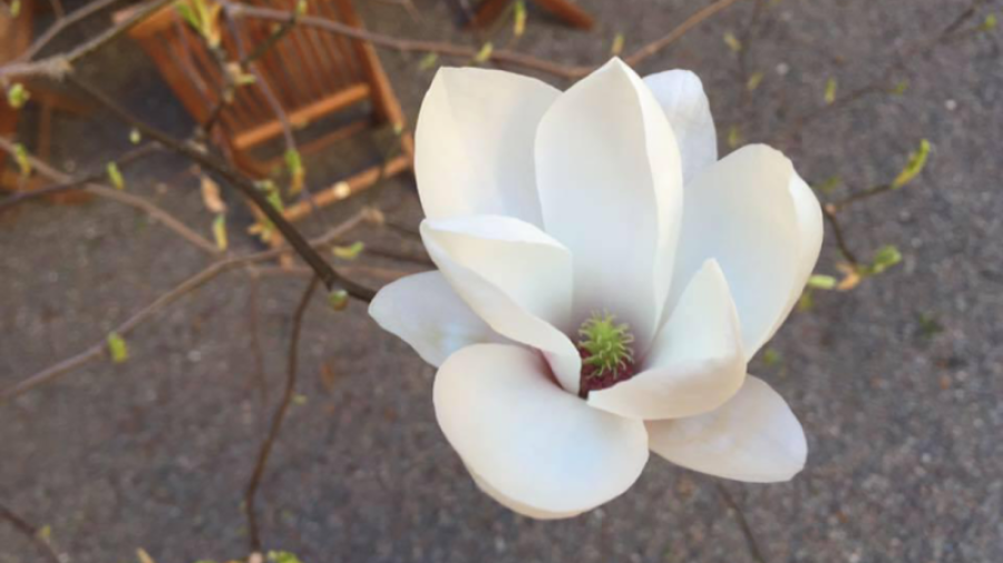 Magnolian på innergården blommar